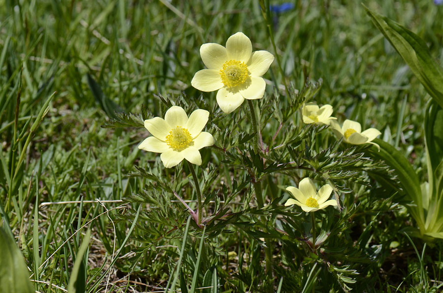 Pulsatilla alpina subsp. apifolia